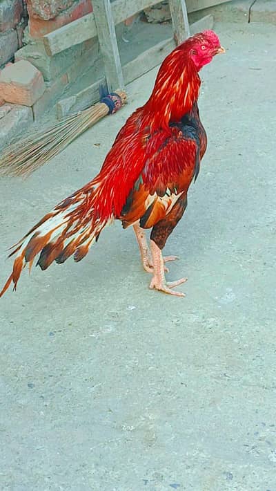 pure aseel mianwali breeder male available