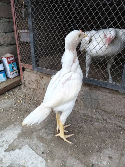 Paper White Heera Aseel