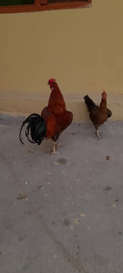 behngum or desi murga ghr ka pala hua۔or ek murgi ande wali