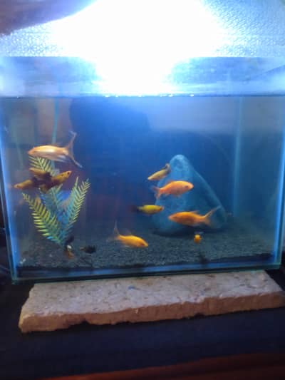 full setup fish tank