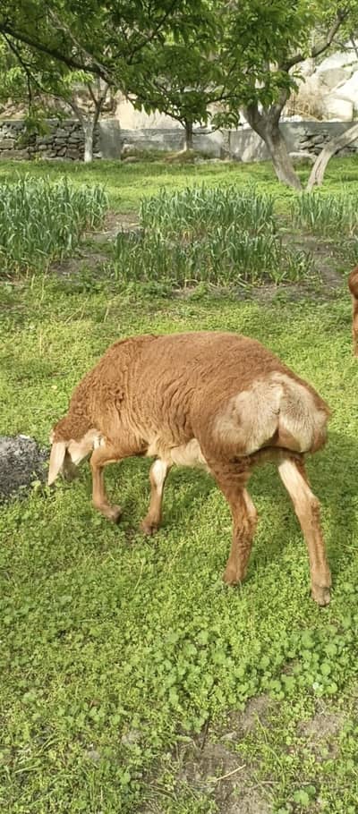 Turky Domba Behtreen Quality