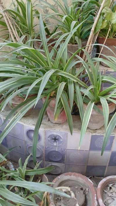 Spider plants SALE SALE