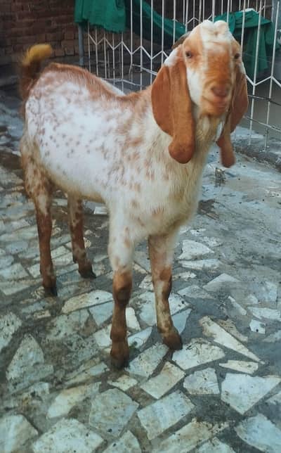 Bakra – Heavy & Healthy Goat