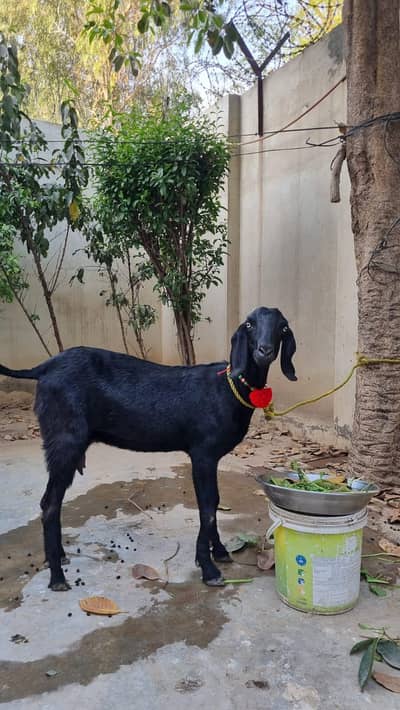 Get black goat under 60k