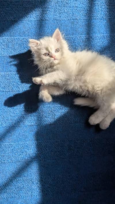 Persian Kitten