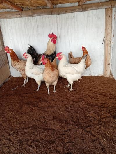 golden misri egg laying hens(03061340234)