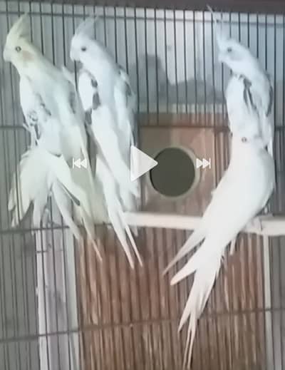 Cocktail/Eno Red eye/V Pied/Spoted/Eno Pied Breeder with egg Cockatiel