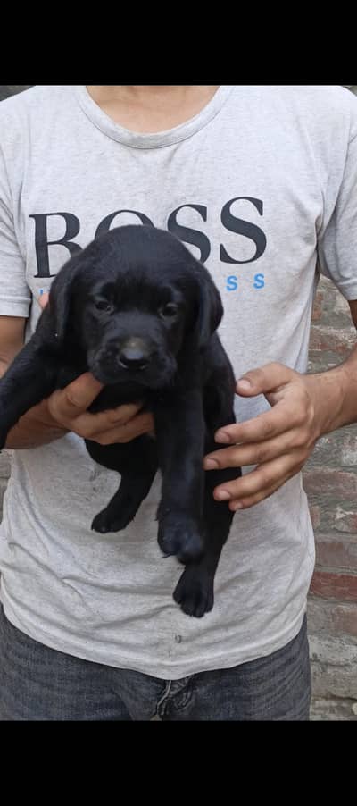 Quality Labrador Puppies Available