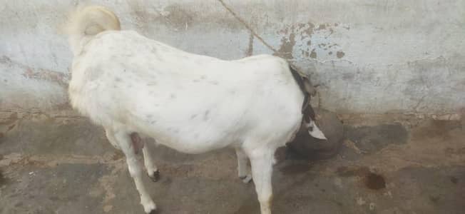 1 bakra aur 1 bakri