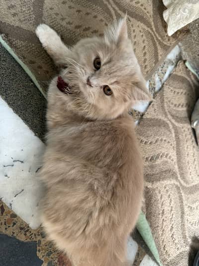 Beautiful female persian cat