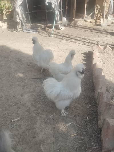 FERTILE eggs, small chicks and Breeding Pair of Silki