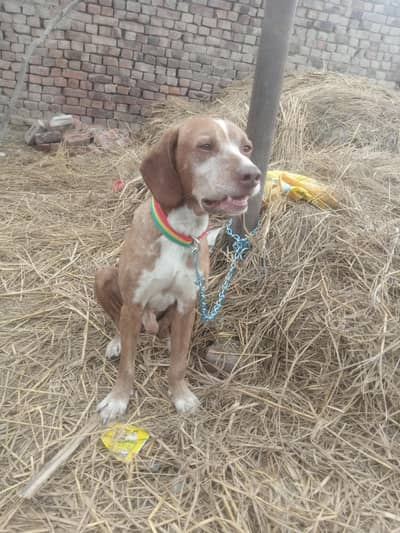 pointer dog for sale