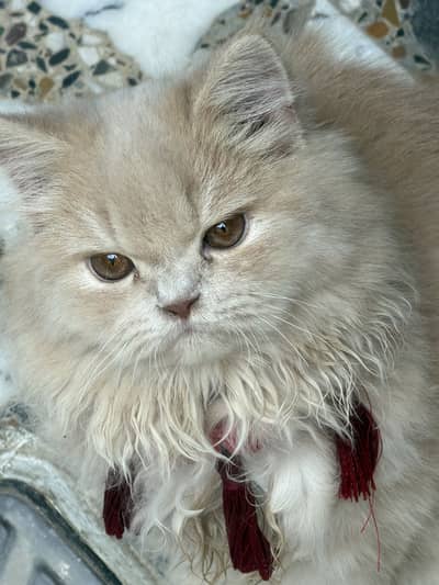 Beautiful female persian cat