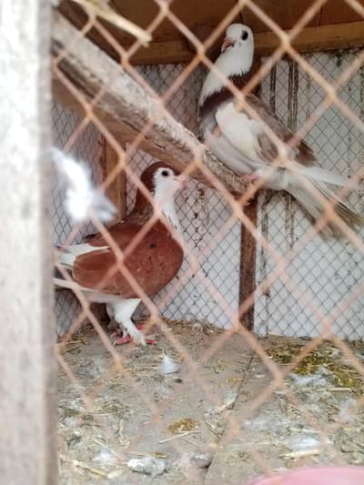 breeding pair lite brown  male and full lite brown color female