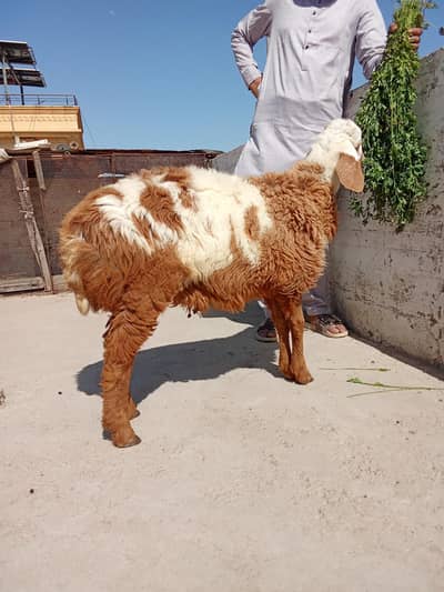 healthy and turkey dumba for sell chaki Wala age 9th months qurbani