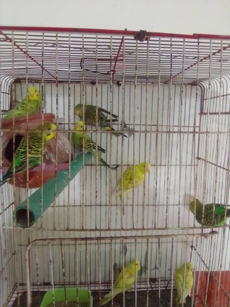 budgie 0