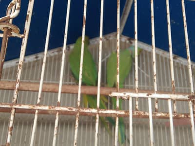Full adult and breeder pair for sale home parrot