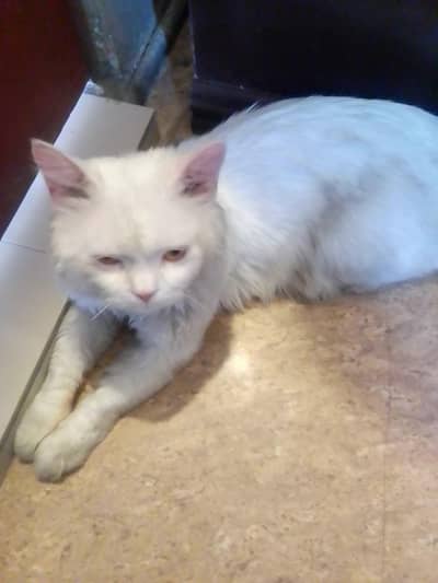 white beautiful cat persion