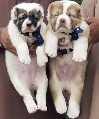 King Alabai pair pure breed security dog 2months for sale