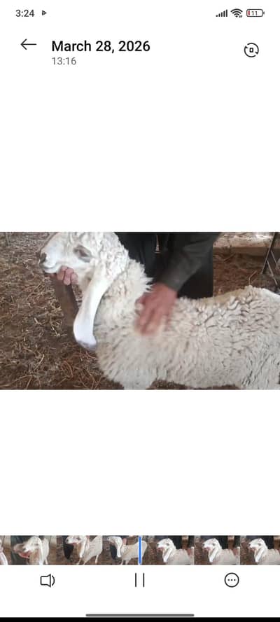 Dumby available for qurbani or breeding