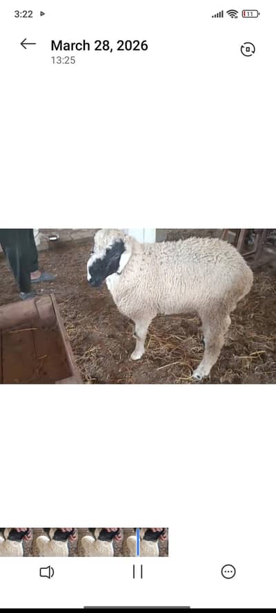 Dumby / sheep  available for qurbani or breeding