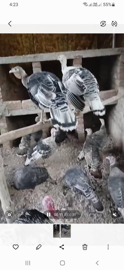 Turkey Breeder Pair Avaliable