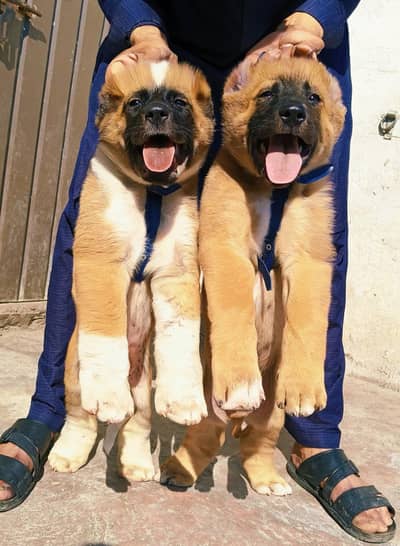 King kurdish kangaal pair pure breed security dog 2months for sale
