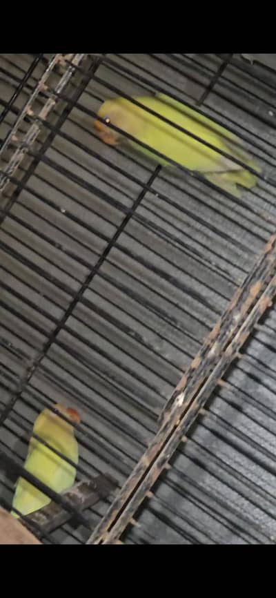 Creamino red eye breeder pair