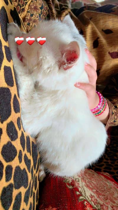Female White 3 months Cat Kitten Litter Train Play full for Sale
