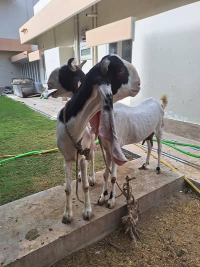 gulabi nasli bakrian do bakrian he 6 dant  ki hen  healthy hen