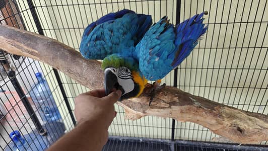 BLUE GOLD MACAW