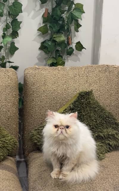 Pexe face male cat available for matting purpose only Both available