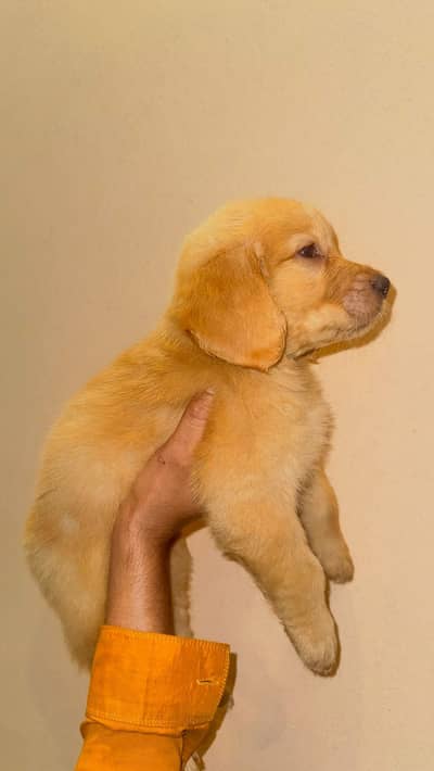 pedigree puppies golden retrievers microchip kcp register cannel lahor