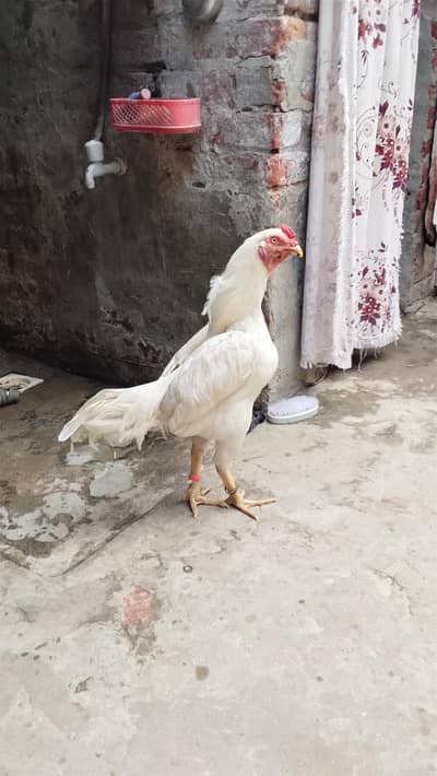 Aseel Total Paper white Heera