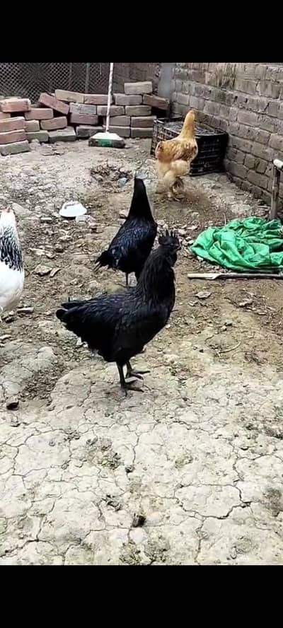 ayam cemani black ton