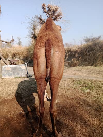 Camels for sale 03125173572