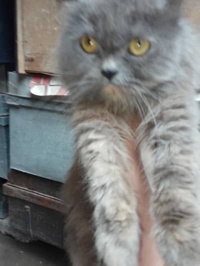 Persian cat for sell