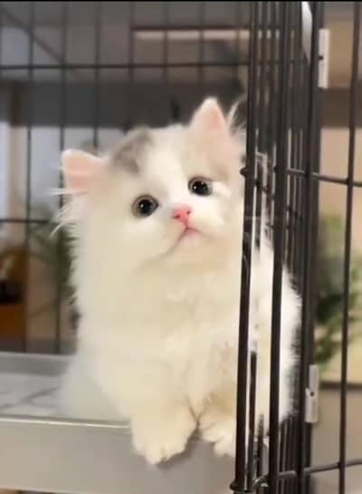 Persian cat,in kitan for Sale may WhatsApp 03464644037