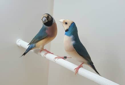 Gouldian Finches For sale