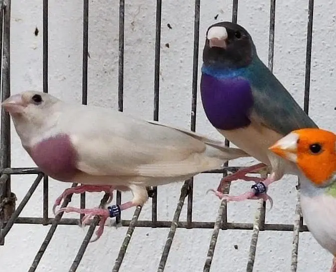 Gouldian Finches For sale — photo 2