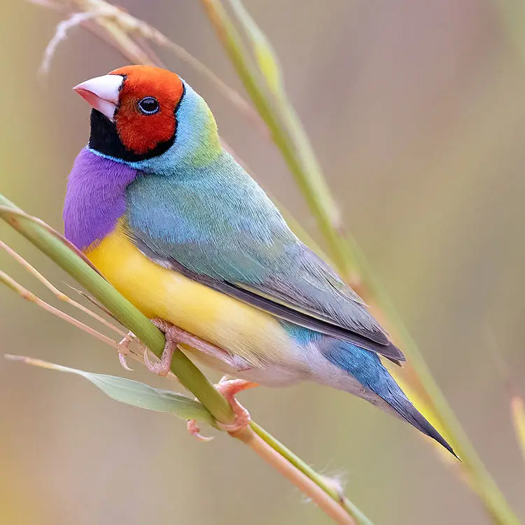 Gouldian Finches For sale — photo 3