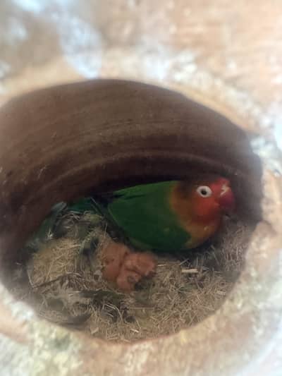 Fisher lutino  call only