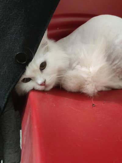 Male kitten triple coated cat for sale at Affordable price!!