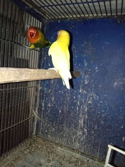 Green Opline Top Quality females