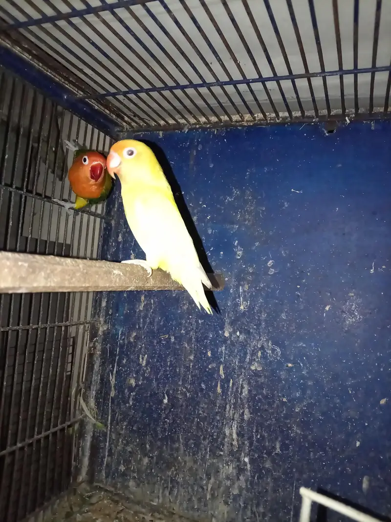 albino pathy and breeder pairs — photo 2