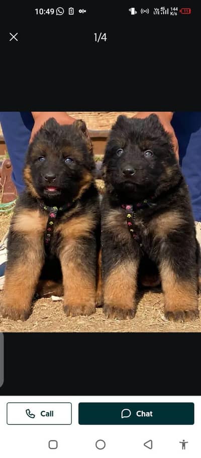 German Shepherd dog for sale my WhatsApp number 03214390746