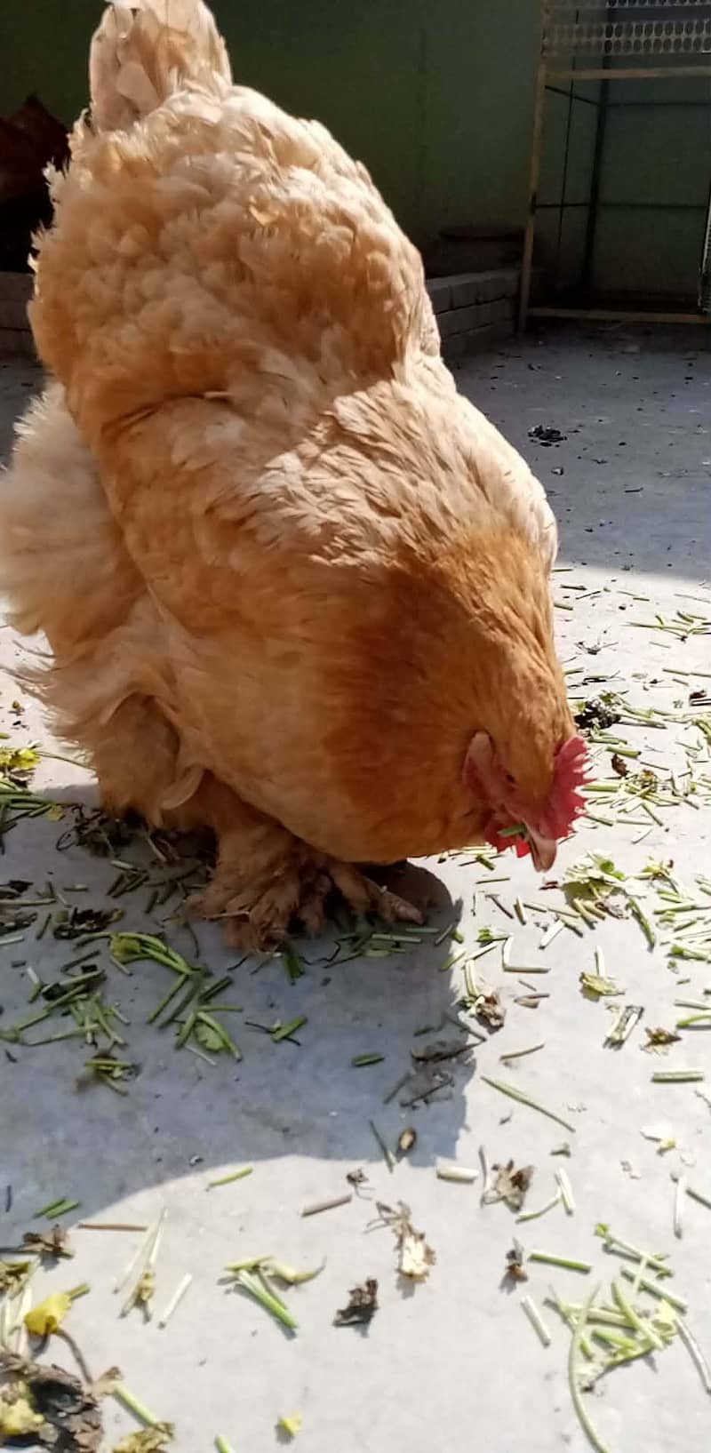 golden buff 0