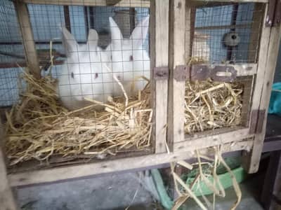 Rabbit pair for sale