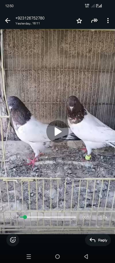 lakha Teddy, Dub waly, Faqeer Gul patha, silver mix