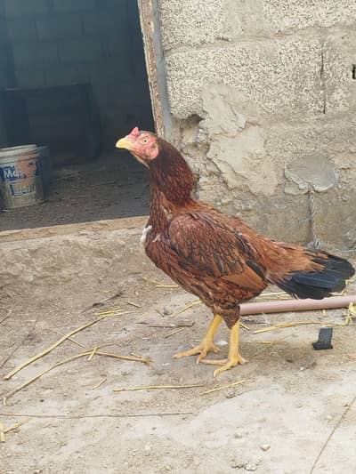 Aseel hen mianwali 5000 se kam wale rabta na karin (home breed))